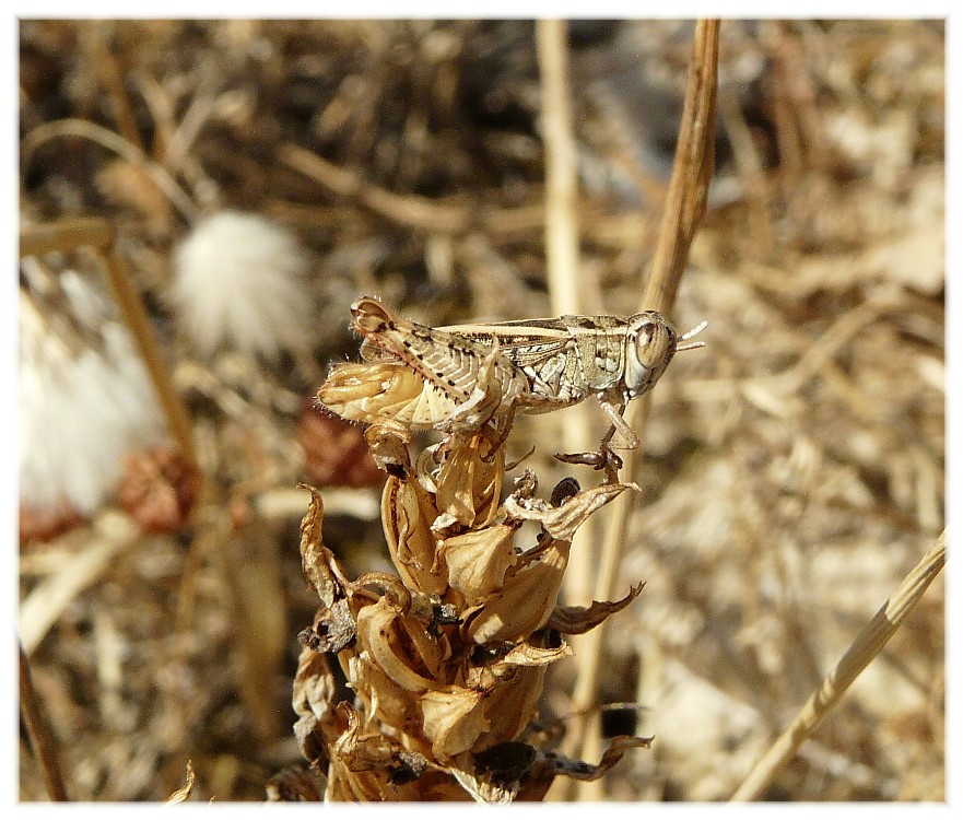 Calliptamus siciliae (Acrididae, Calliptaminae)